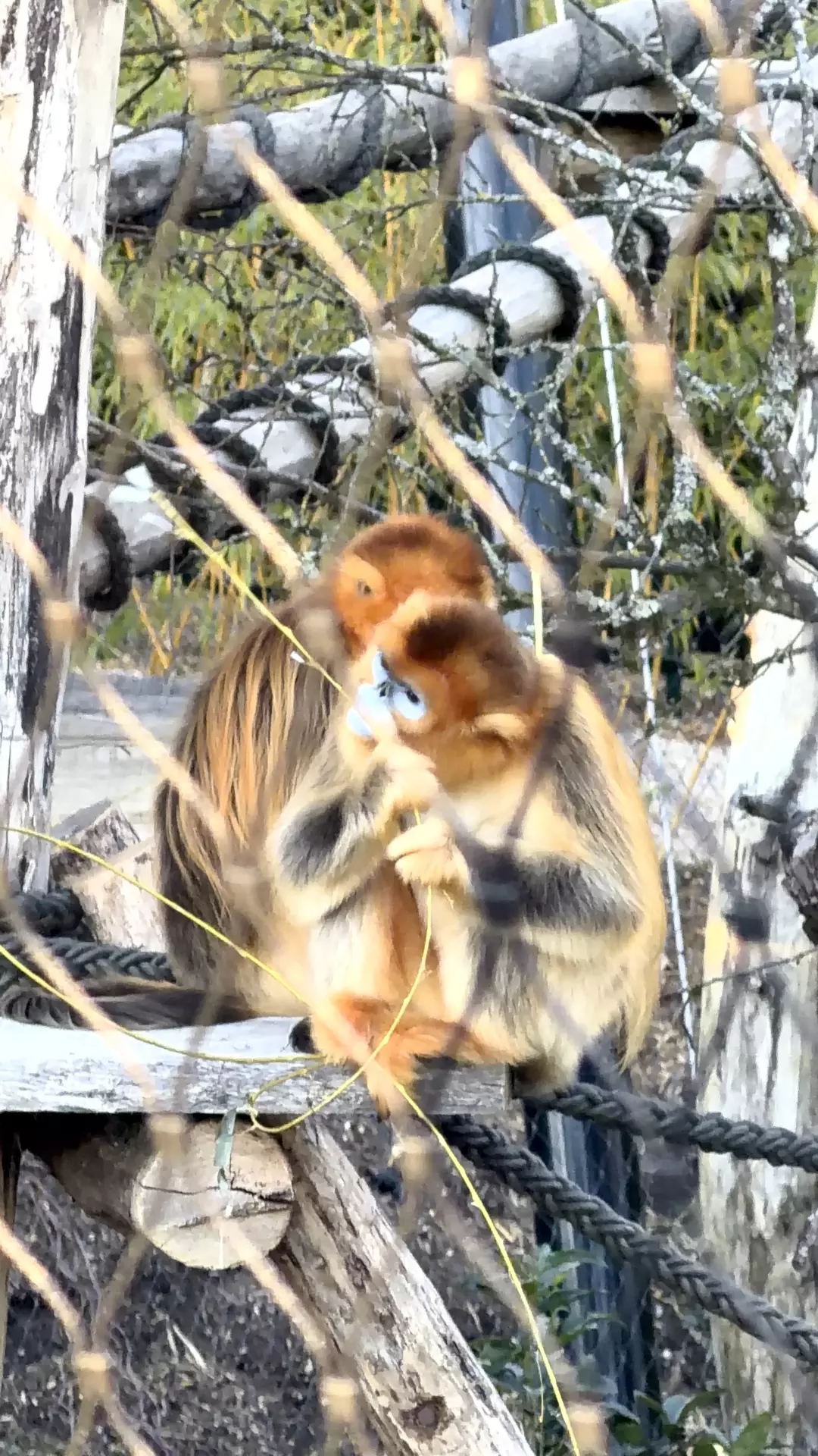 Séjour ✨ Un voyage ludique et culturel au cœur de la Normandie ✨ - Galerie Zoo de Beauval / jour 5