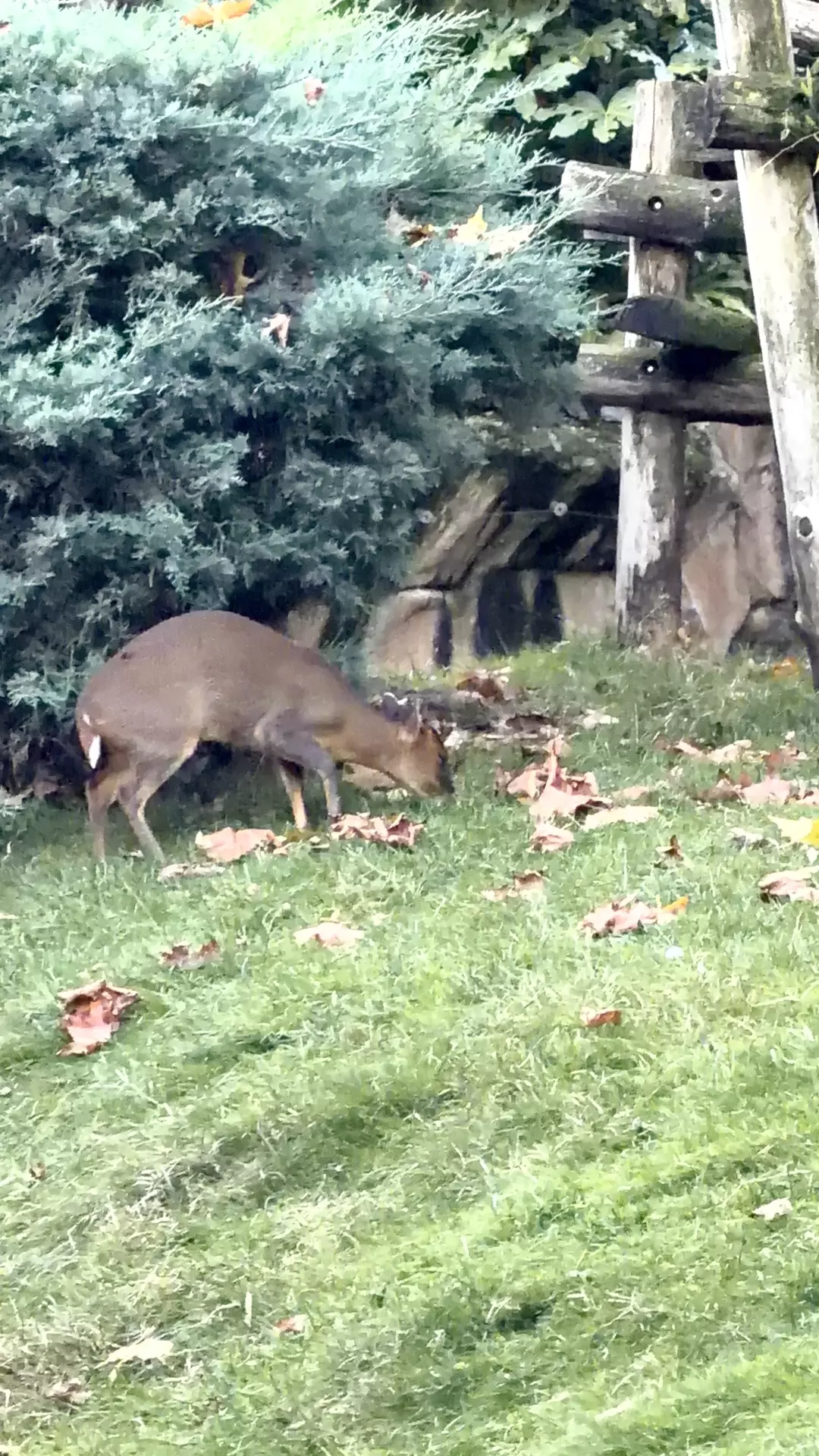 Séjour ✨ Un voyage ludique et culturel au cœur de la Normandie ✨ - Galerie Zoo de Beauval / jour 5
