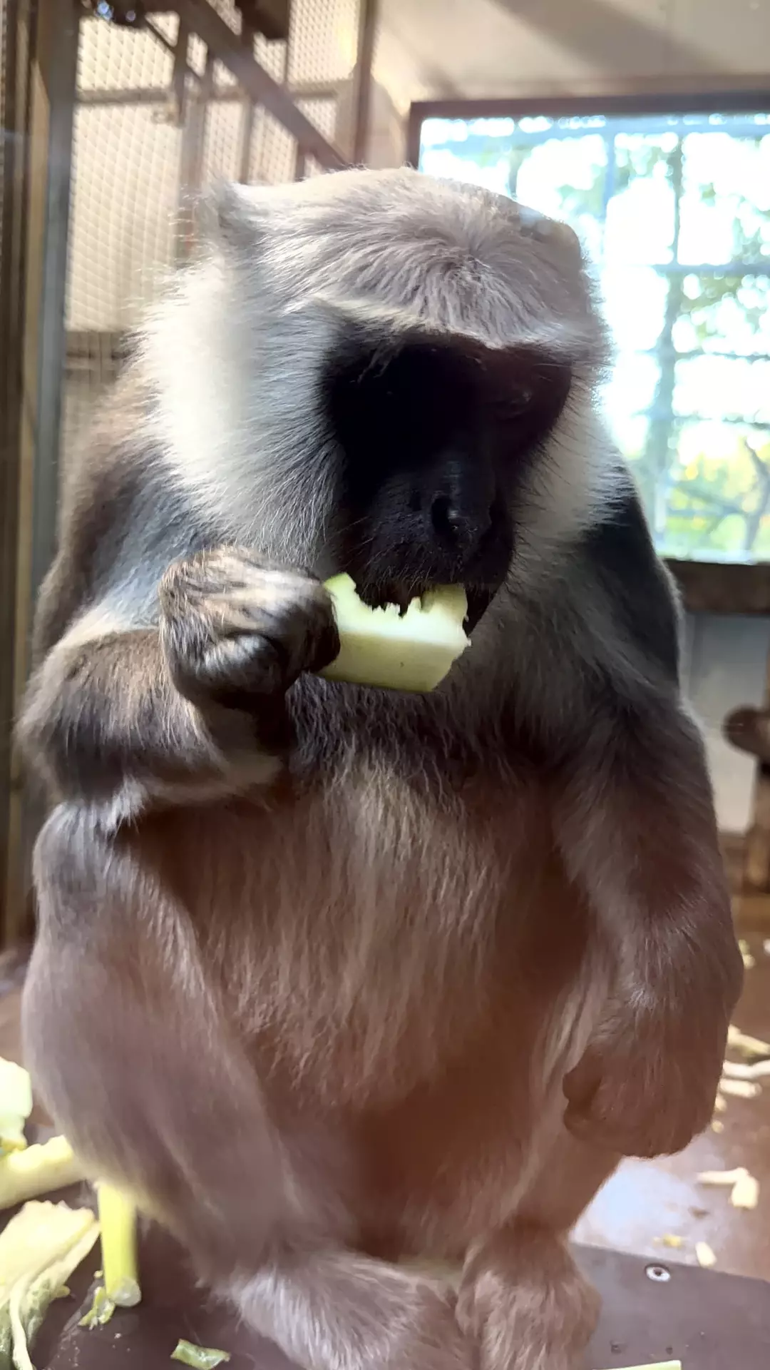 Séjour ✨ Un voyage ludique et culturel au cœur de la Normandie ✨ - Galerie Zoo de Beauval / jour 5