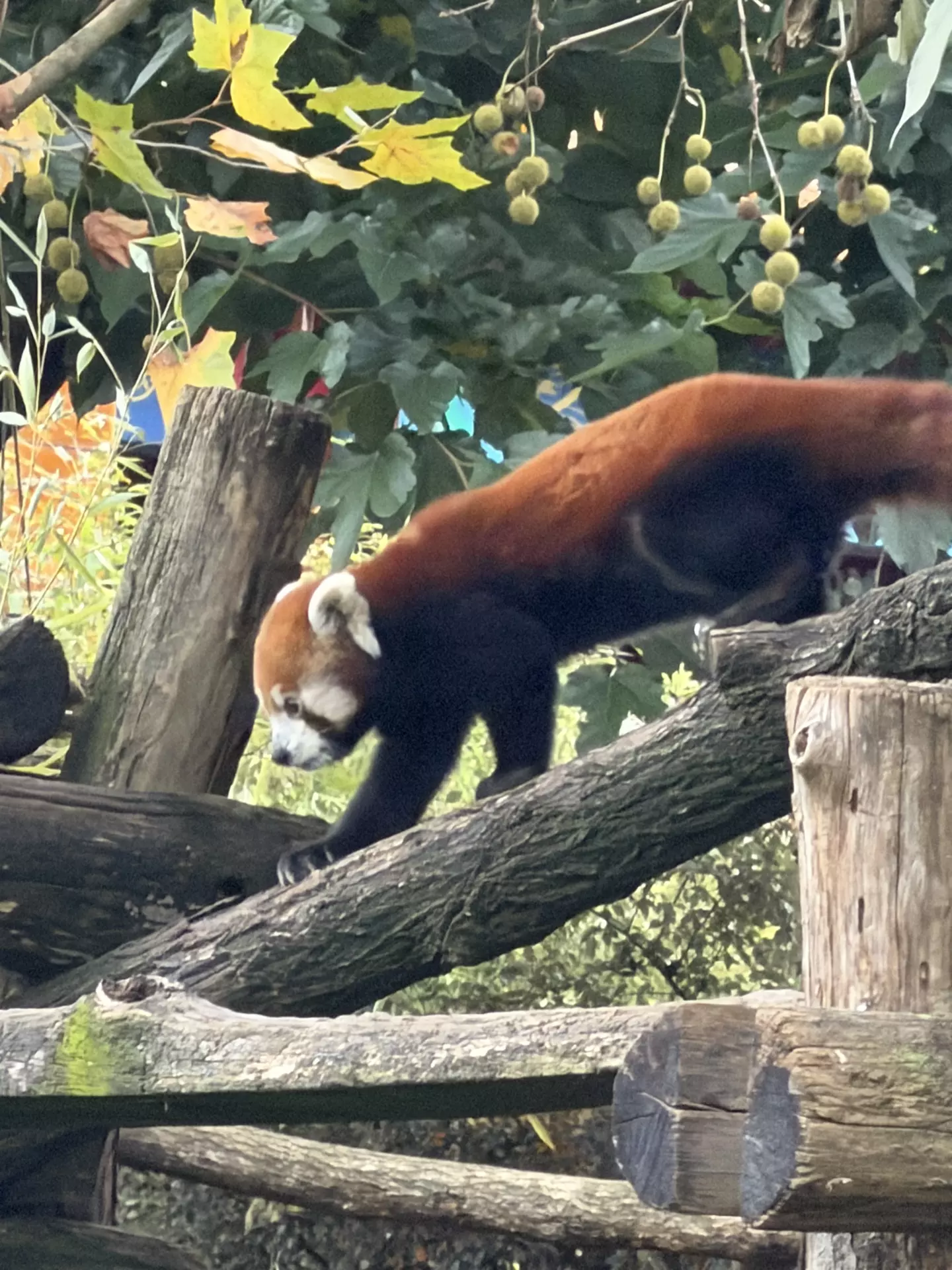 Séjour ✨ Un voyage ludique et culturel au cœur de la Normandie ✨ - Galerie Zoo de Beauval / jour 5