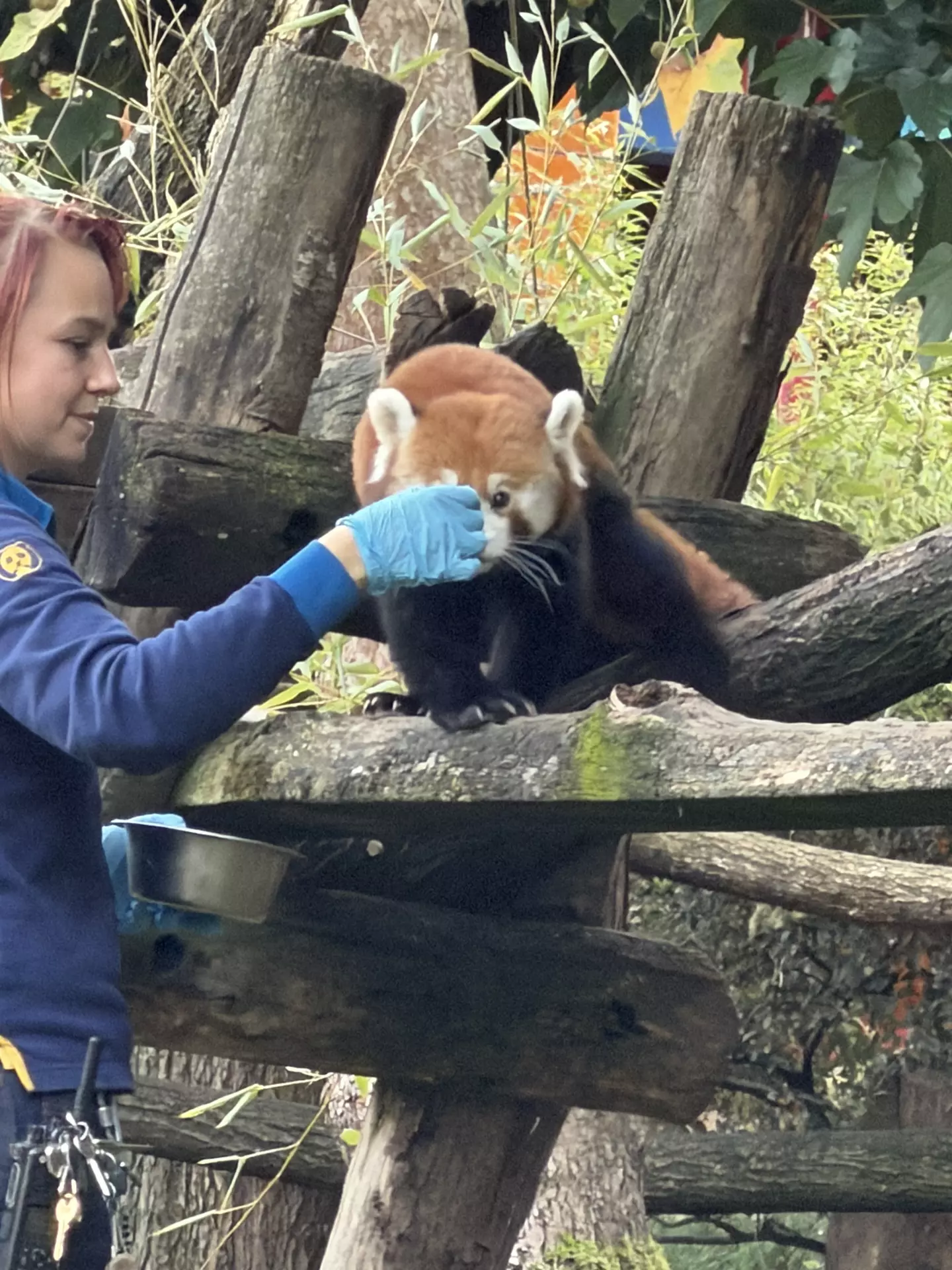 Séjour ✨ Un voyage ludique et culturel au cœur de la Normandie ✨ - Galerie Zoo de Beauval / jour 5