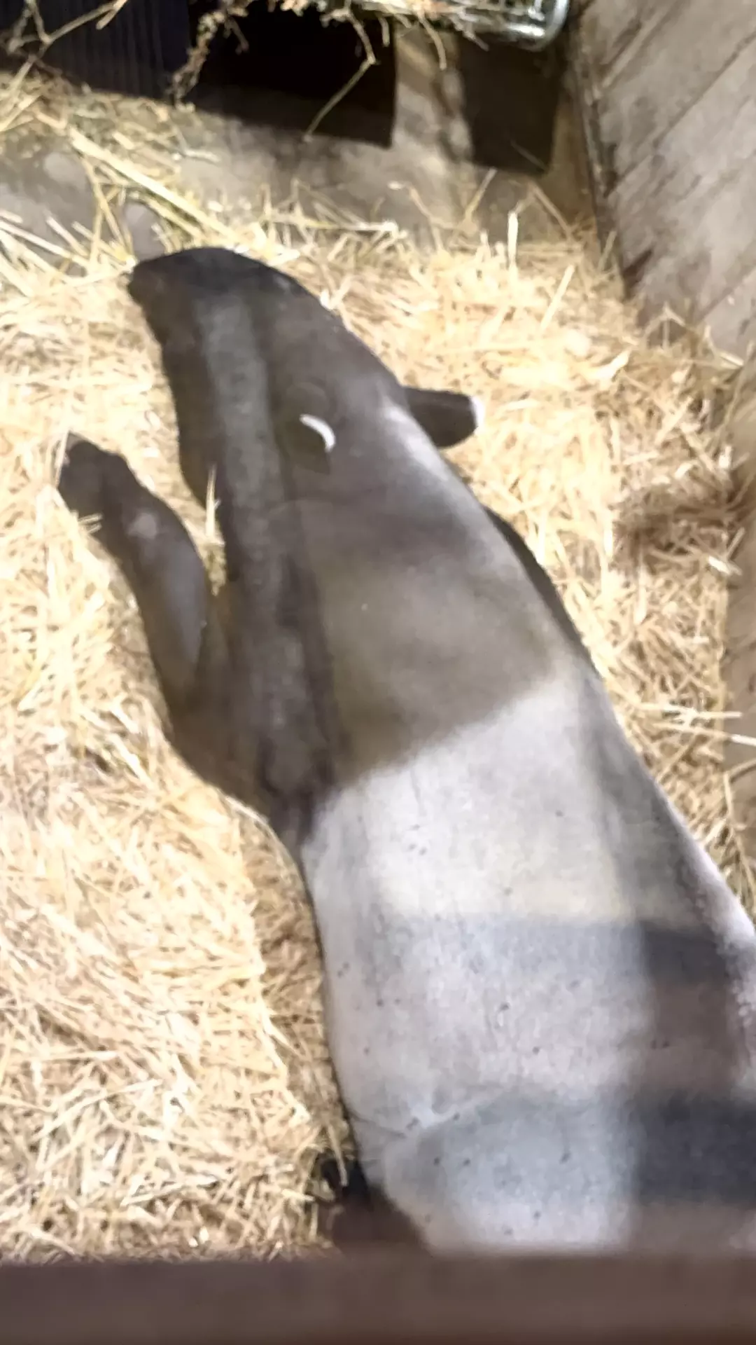 Séjour ✨ Un voyage ludique et culturel au cœur de la Normandie ✨ - Galerie Zoo de Beauval / jour 5