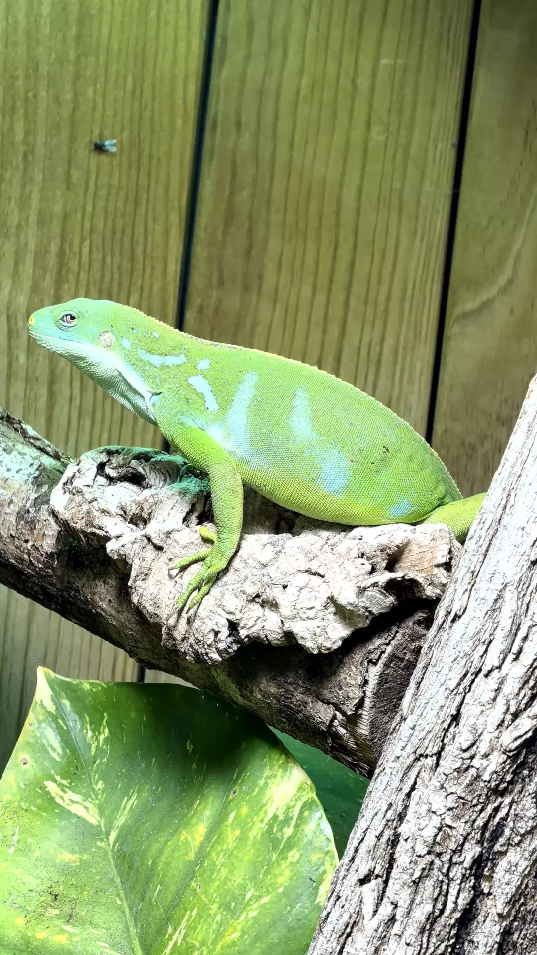 Séjour ✨ Un voyage ludique et culturel au cœur de la Normandie ✨ - Galerie Zoo de Beauval / jour 5